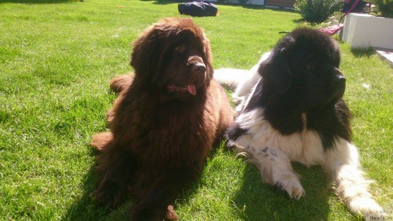 Фото: ньюфаундленд Ньюфорт Вивиан, ньюфаундленд Черный Шарм Веллингтон