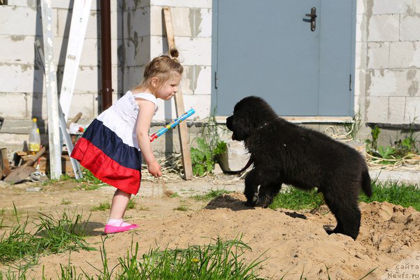 Фото: ньюфаундленд Терра Виктория Блэк Мэджик