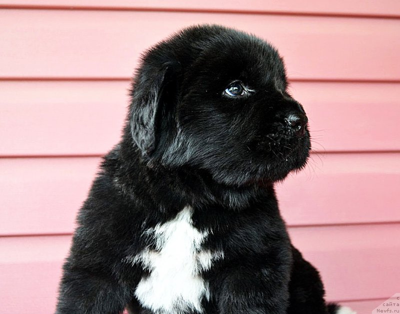 Фотография № 208430