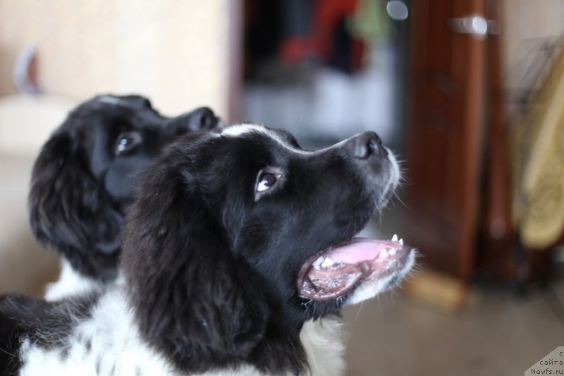 Фото: ньюфаундленд Беринг от Карельских Медведей