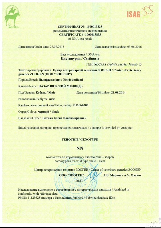Фото: ньюфаундленд Назар Вятский Медведь (Nazar Vyatskiy Medved)