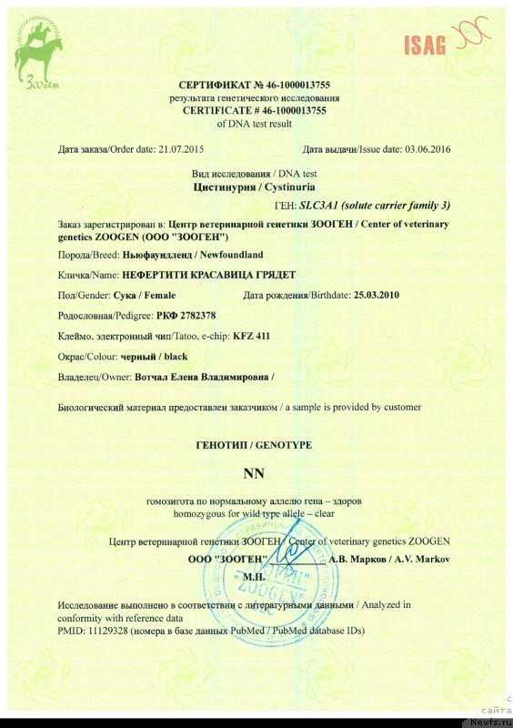 Фото: ньюфаундленд Нефертити Красавица Грядет