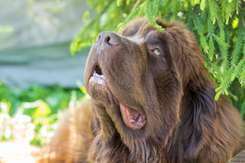 Фото: ньюфаундленд Ваше Благородие с Берега Дона (Vashe Blagorodie s Berega Dona)