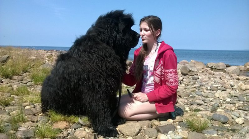 Фото: ньюфаундленд Акватория Келвин Уральский Фаворит
