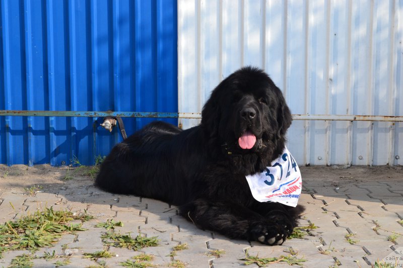 Фото: ньюфаундленд Акватория Келвин Уральский Фаворит
