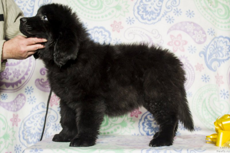 Фото: ньюфаундленд Сицилия Блэк Роуз