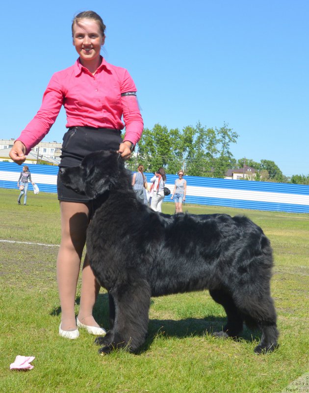 Фото: ньюфаундленд Дэнсинг Баттерфлай из Аркаима (Dancing Butterfly iz Arkaima)