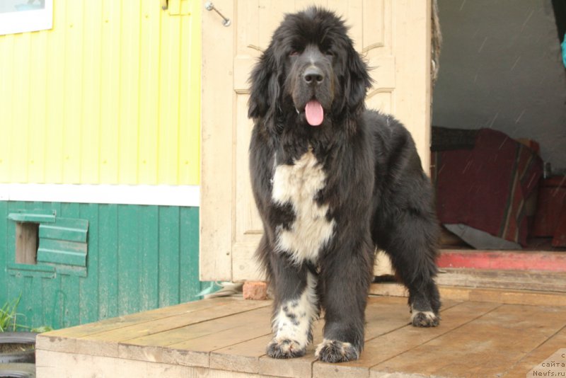 Фото: ньюфаундленд Лилли Бэт
