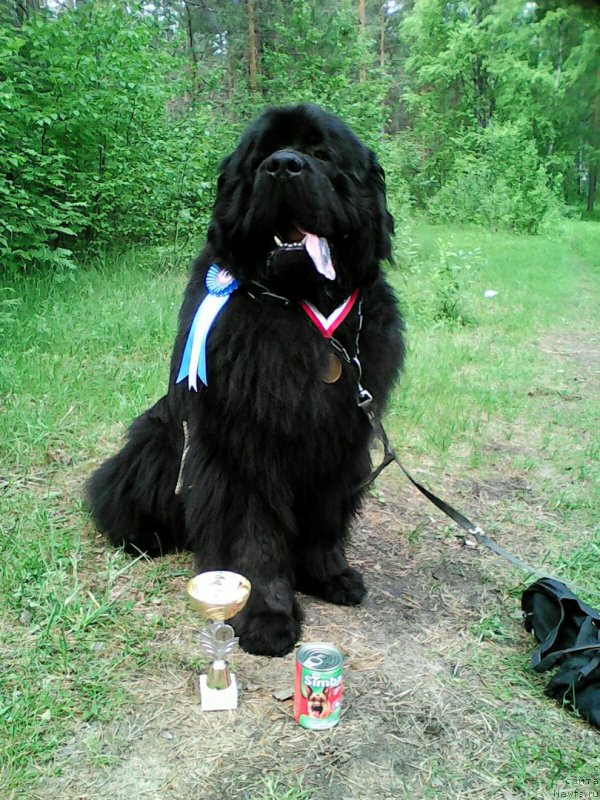 Фото: ньюфаундленд Блек Гениус Бриллиант