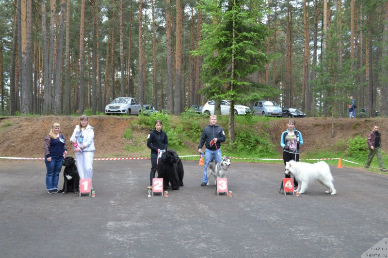 Фото: ньюфаундленд Блек Гениус Бриллиант