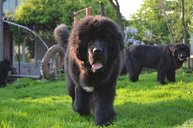 Фото: ньюфаундленд Талисман Моря Ла-Валетта