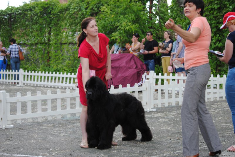 Фото: ньюфаундленд Хариетта Ембодимент оф а Греат Претендер (Harrieta Embodiment of a Great Pretender)