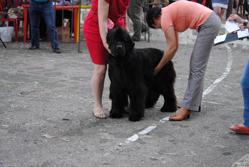 Фото: ньюфаундленд Хариетта Ембодимент оф а Греат Претендер (Harrieta Embodiment of a Great Pretender)
