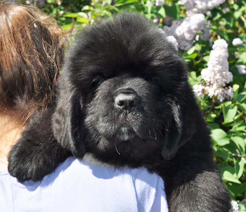 Фотография № 208494