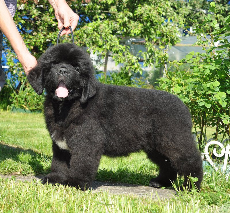 Фото: Бегущая по волнам Гугл Смайл