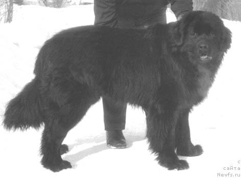 Фото: ньюфаундленд Панч