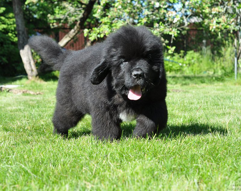 Фото: Бегущая по волнам Гугл Смайл