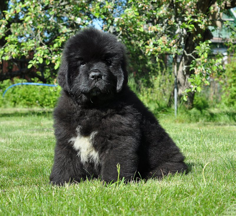 Фотография № 208503