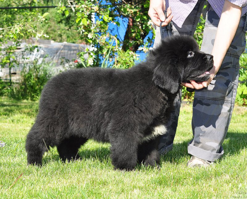 Фотография № 208505