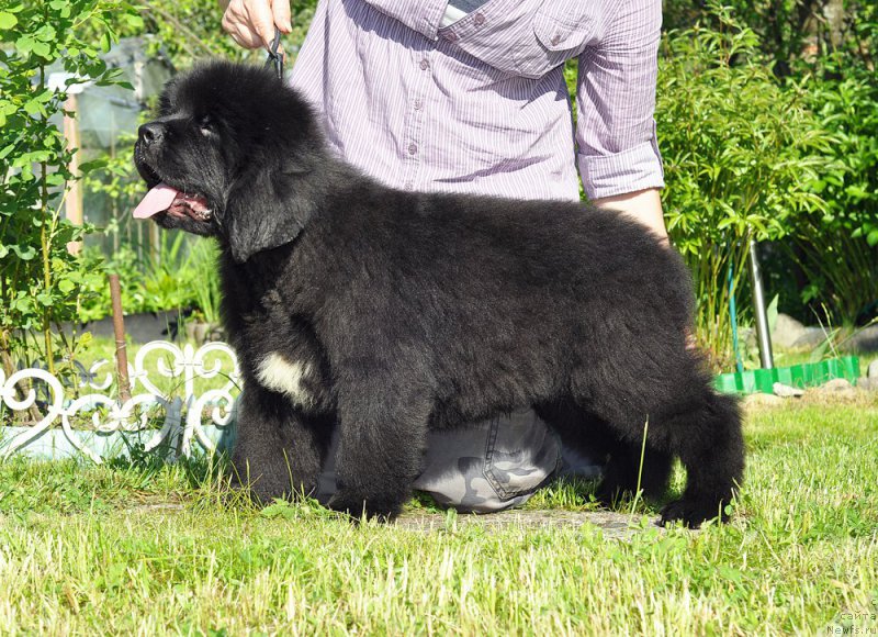 Фото: Бегущая по волнам Голден Руле