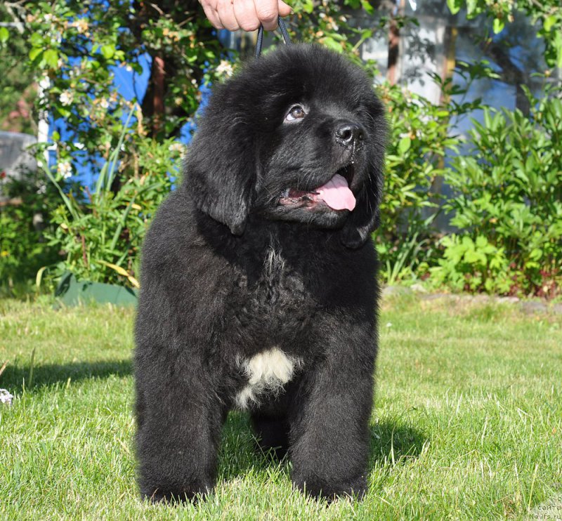 Фотография № 208511