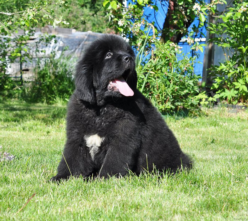 Фотография № 208512