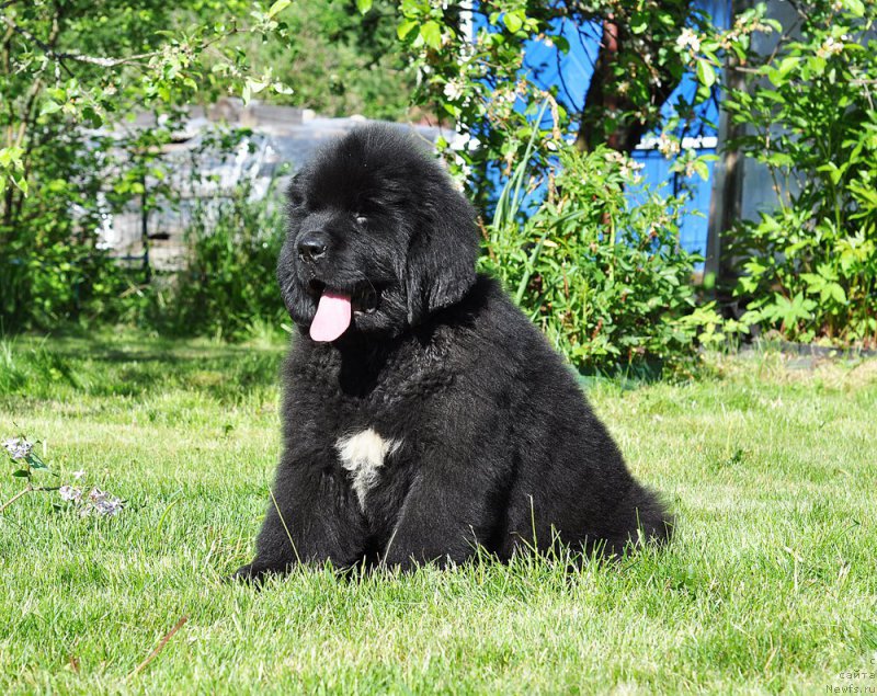 Фотография № 208513