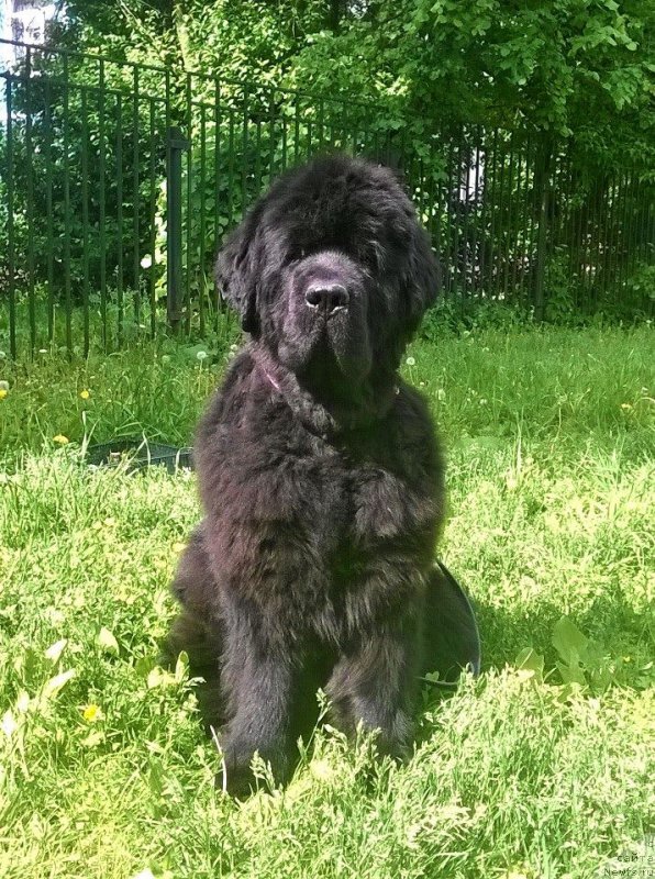 Фото: ньюфаундленд Бегущая по Волнам Вся Такая Растакая (Beguschaya po Volnam Vsya Takaya Rastakaya)