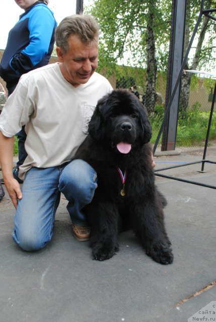 Фото: ньюфаундленд Акватория Келвин Есения (Aquatoriya Kelvin Eseniya), Владимир Тимофеев