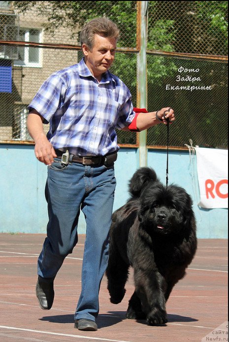 Фото: ньюфаундленд Акватория Келвин Урсула, Владимир Тимофеев