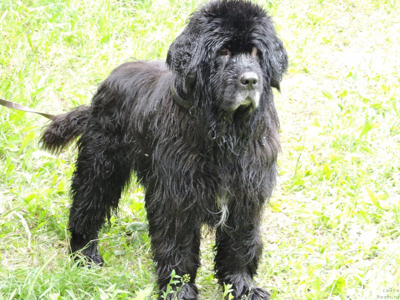 Фото: ньюфаундленд Юнг Форест Гамп