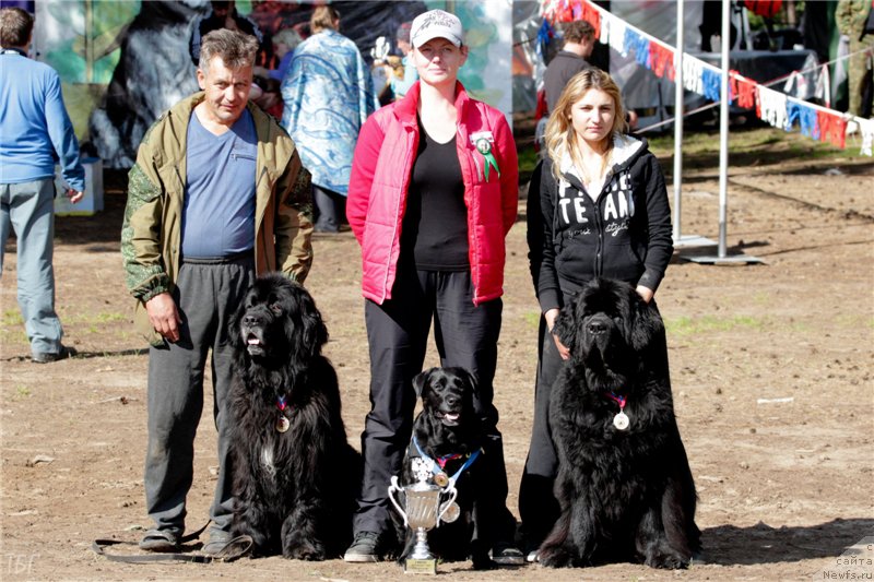 Фото: ньюфаундленд Юнг Форест Гамп