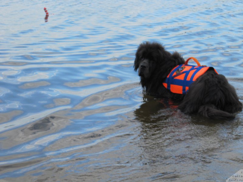 Фото: ньюфаундленд Дюрбахлер Клаб Альфаретта Виньетта