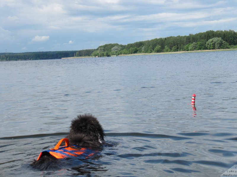Фото: ньюфаундленд Дюрбахлер Клаб Альфаретта Виньетта
