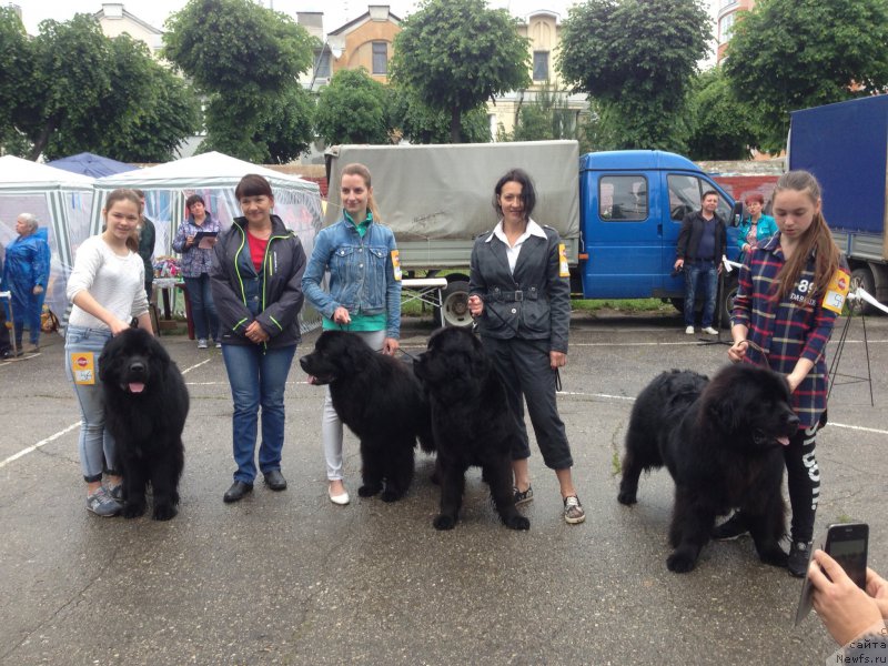 Фото: ньюфаундленд Браунблад МСК Хелфи Бэст Армани (Brownblood MSK Helfi Best Armani), Мария Шмелева
