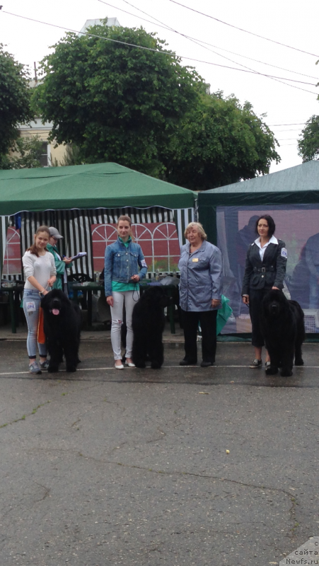 Фото: ньюфаундленд Браунблад МСК Хелфи Бэст Армани (Brownblood MSK Helfi Best Armani), Мария Шмелева