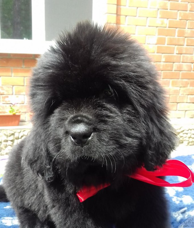 Фотография № 208542