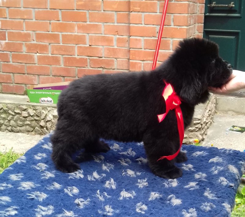 Фотография № 208544