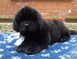 Фотография № 208546