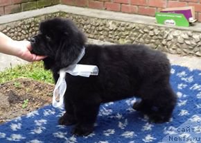 Фотография № 208547