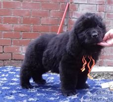 Фото: ньюфаундленд Супер Премиум Цефея