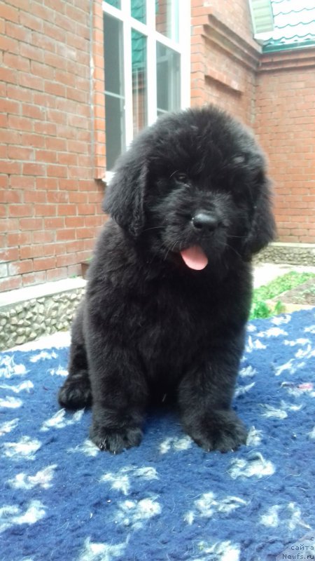 Фото: ньюфаундленд Супер Премиум Цар-Чи (Super Premium Char-Chi)