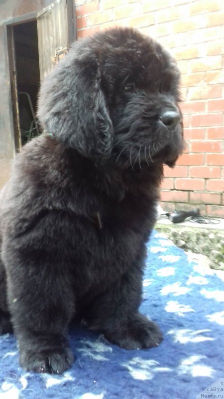 Фото: ньюфаундленд Супер Премиум Цар-Чи (Super Premium Char-Chi)