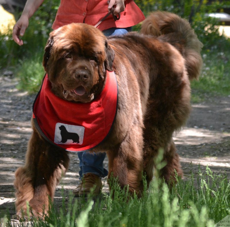 Фото: ньюфаундленд Плюшевая Панда Гиоргио Беуерлу Хиллс (Plushevaya Panda Giorgio Beuerlu Hills)