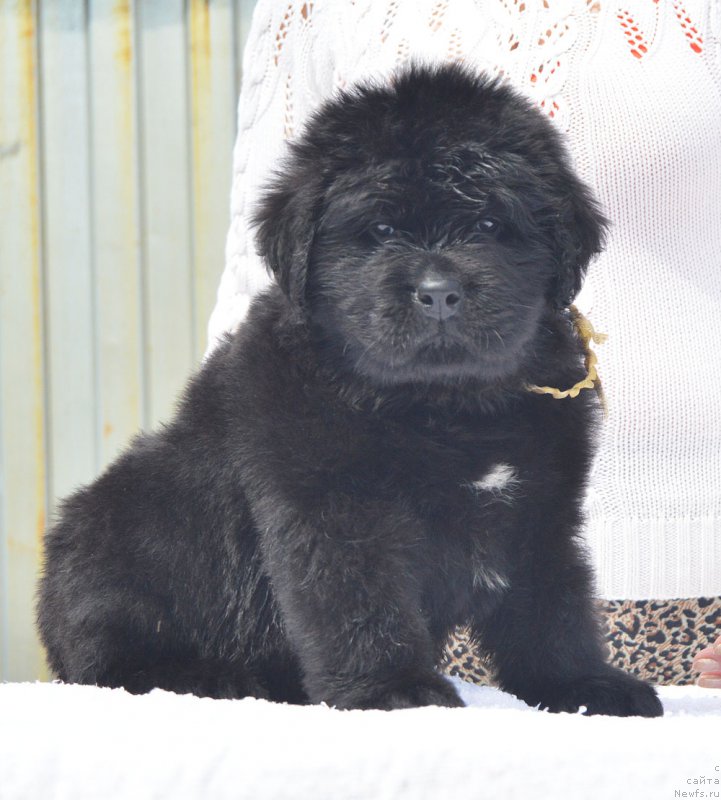 Фотография № 208554