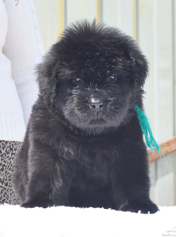 Фотография № 208558