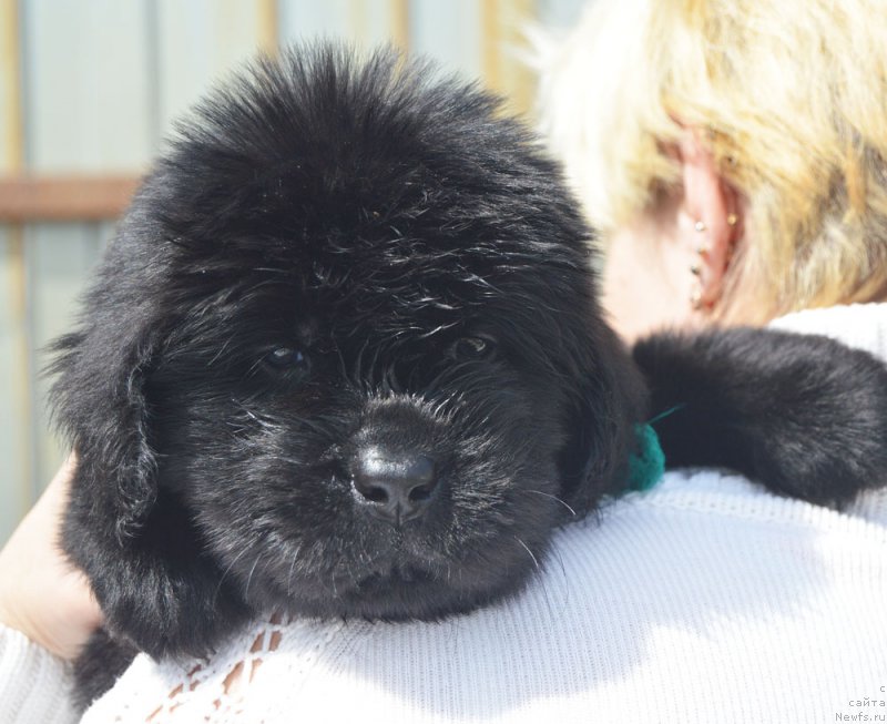 Фотография № 208561