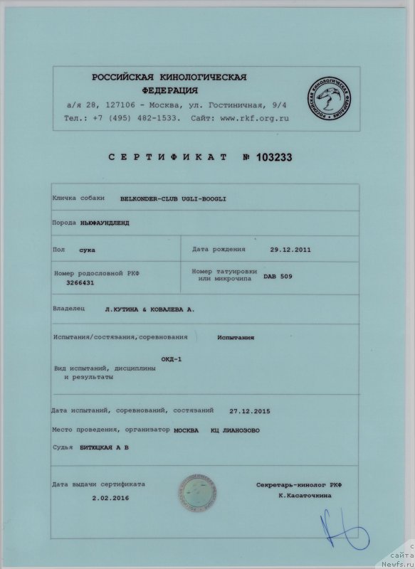 Фото: ньюфаундленд Белкондер-Клаб Угли-Бугли (Belkonder-Club Ugli-Boogli)