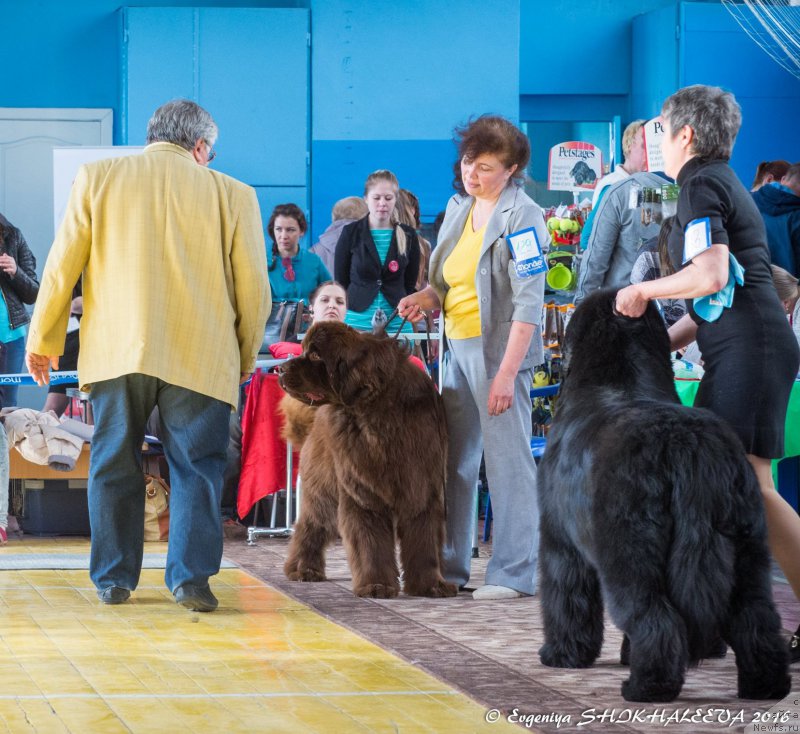 Фото: ньюфаундленд Devil Cancrimo, Надежда Стрельцова, ньюфаундленд С'Нежная Вьюга Альянико Дель Вультуре (S'Nezhnaya Vjuga Alyaniko del Vulture), Елена Кропотова