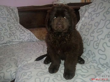 Фото: Марина Долганова, ньюфаундленд Браунблад МСК Бель Эста Мари